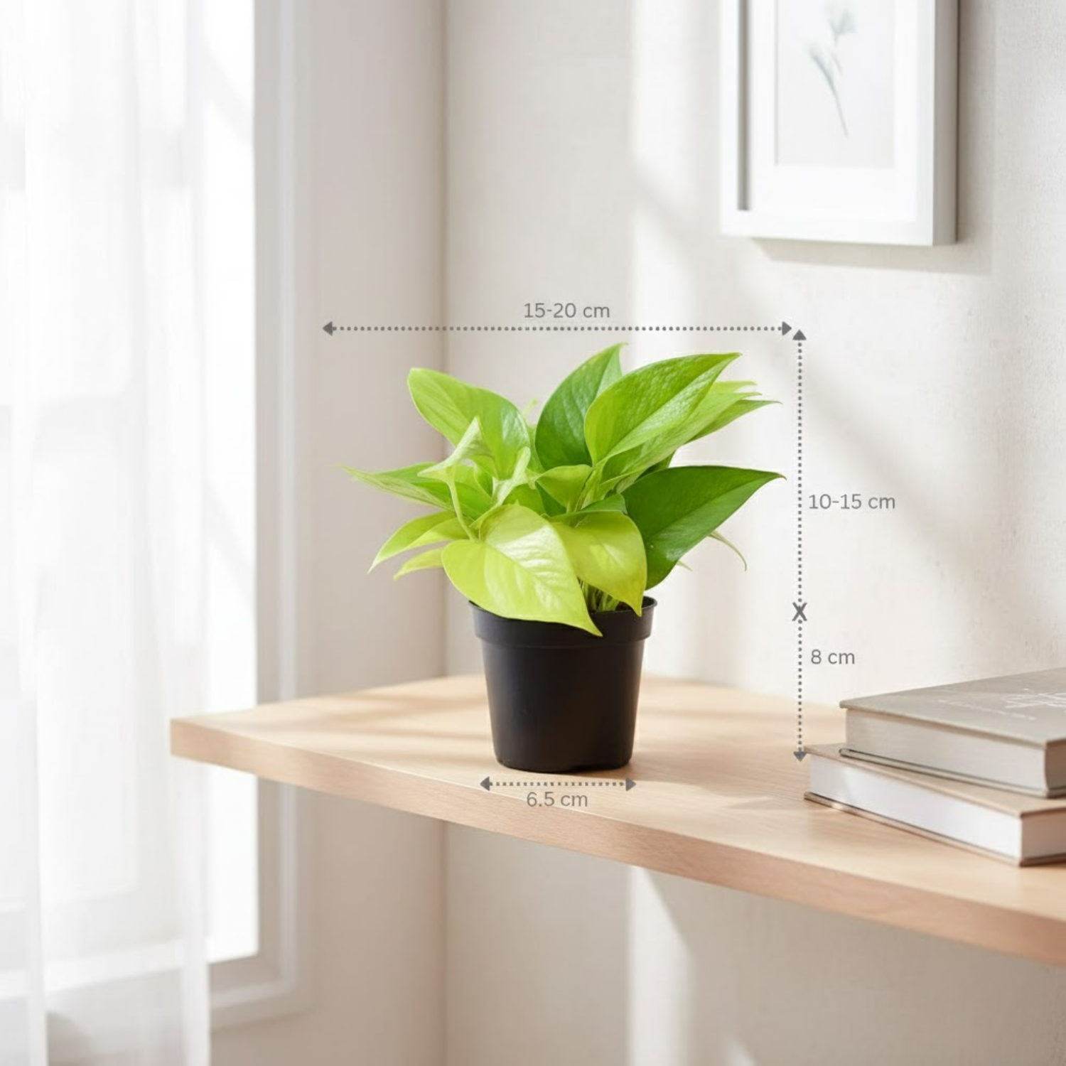Combo of 2 Live Plants | Money Plant Golden & Philodendron Oxycardium Brasil | Perfect Indoor Ideal for Home, Office & Gifting