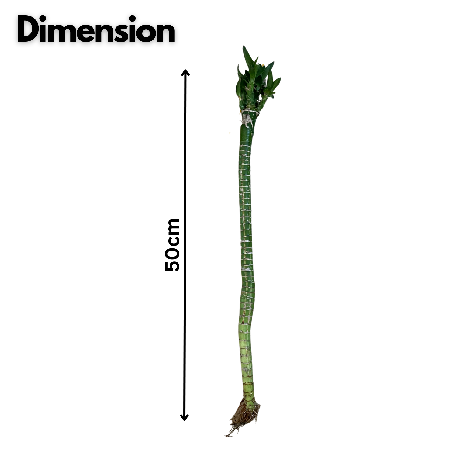 Lotus Bamboo Stick 50cm - Live Plant (Home & Garden)