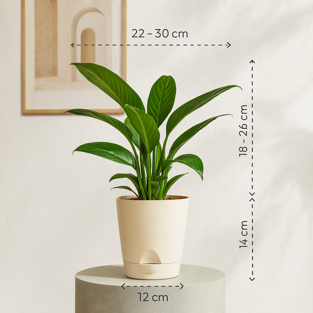 Peace Lily | Indoor Air-Purifying Plant | Flowering Spathiphyllum in 4-Inch Self-Watering Pot | Perfect for Home & Office Décor (Pot Colour May Vary)