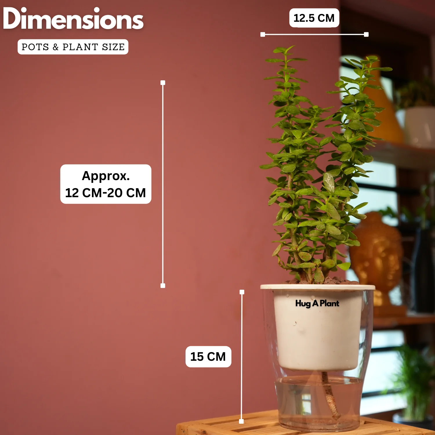 Jade Plant (Crassula Argentea) - Live Plant (With Self-Watering Pot & Plant)