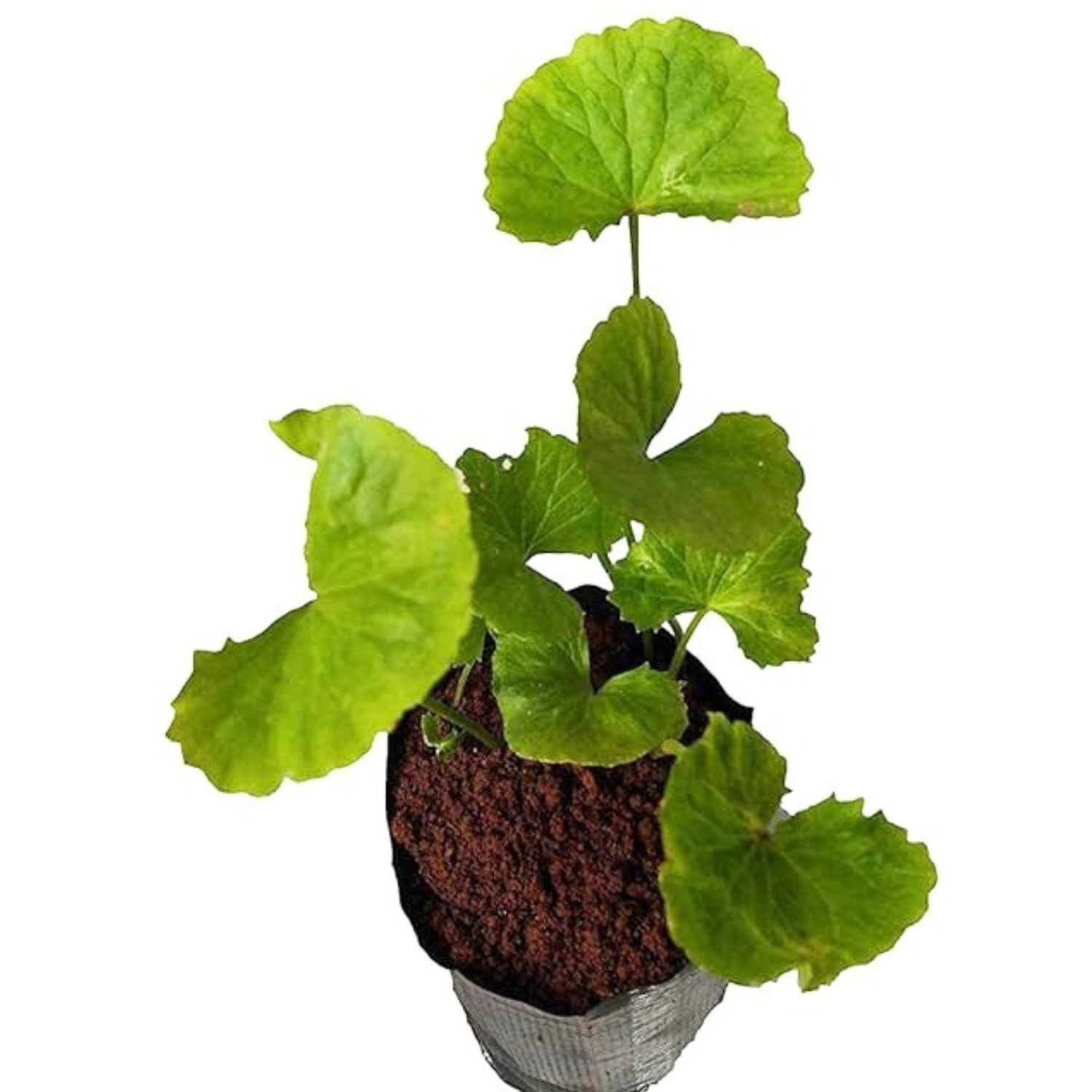 Centela/Kudavan/Kodangal(Centella asiatica)  Medicinal Live Plant (Home & Garden)