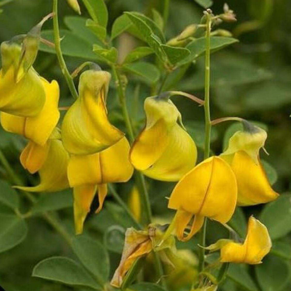 Butterfly plant(Crotalaria retusa) flowering Live Plant (Home & Garden)