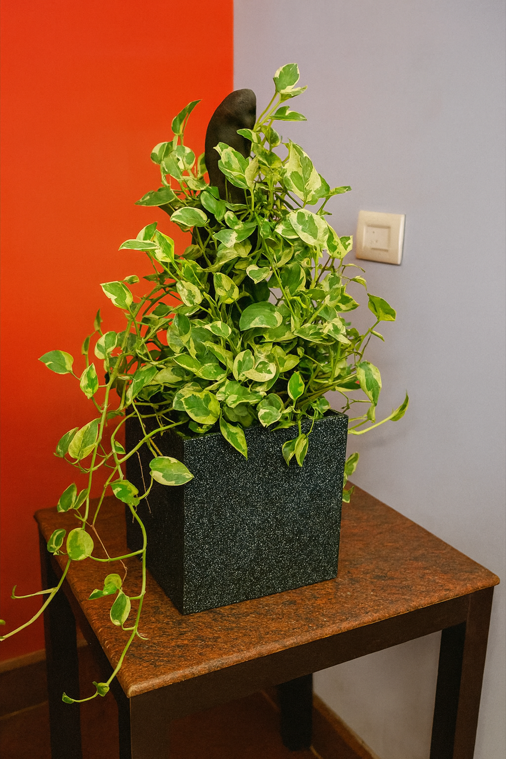 Hug A Plant  | Enjoy Pothos in Quebec Square Rotomolded Plastic Pot – Low Maintenance Indoor Plant for Home & Office Decor