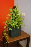 Hug A Plant  | Enjoy Pothos in Quebec Square Rotomolded Plastic Pot – Low Maintenance Indoor Plant for Home & Office Decor