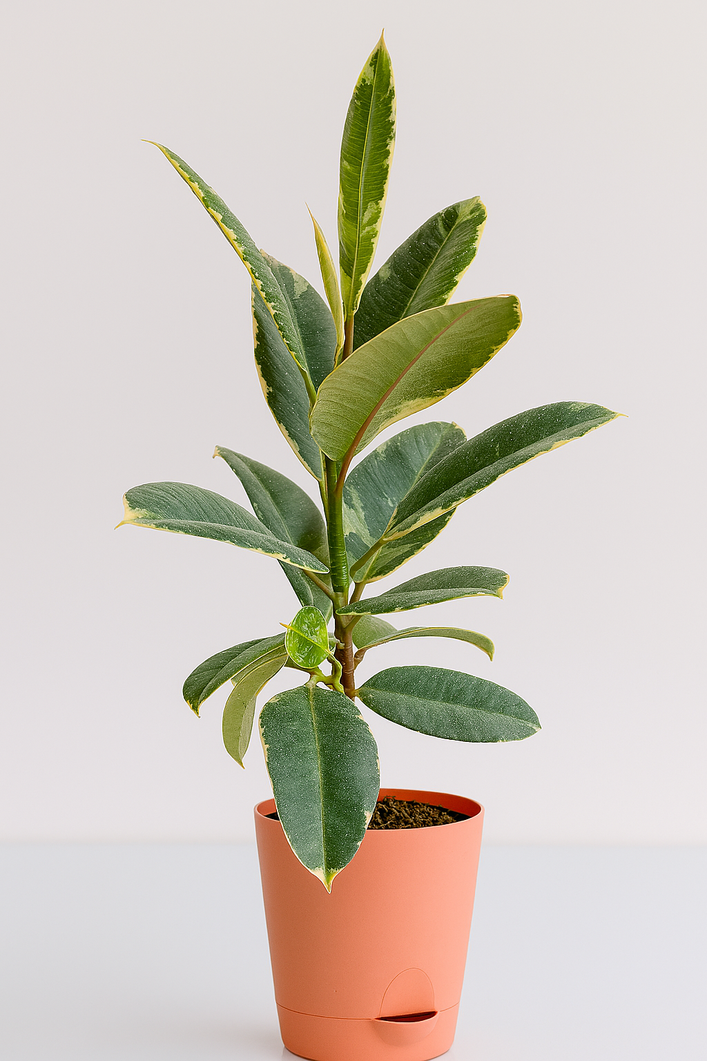 Hug A Plant | Variegated Rubber Plant | Ficus Elastica Tineke in Krish 12 Plastic Pot | Indoor Air Purifying Plant | Home & Office Décor