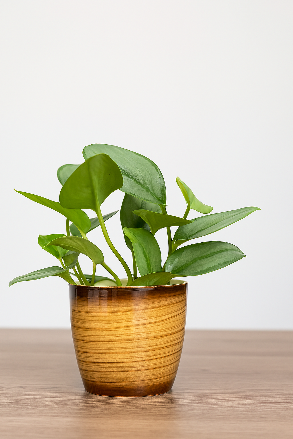 Hug A Plant | Scindapsus Moonlight in Ronda 1412 Ceramic-Finish Round Plastic Pot – Elegant Indoor Foliage Plant