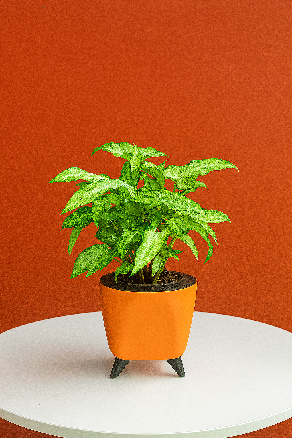 Hug A Plant | Syngonium Plant in Lagos 13cm Round Plastic Pot – Stylish Indoor Air-Purifying Plant