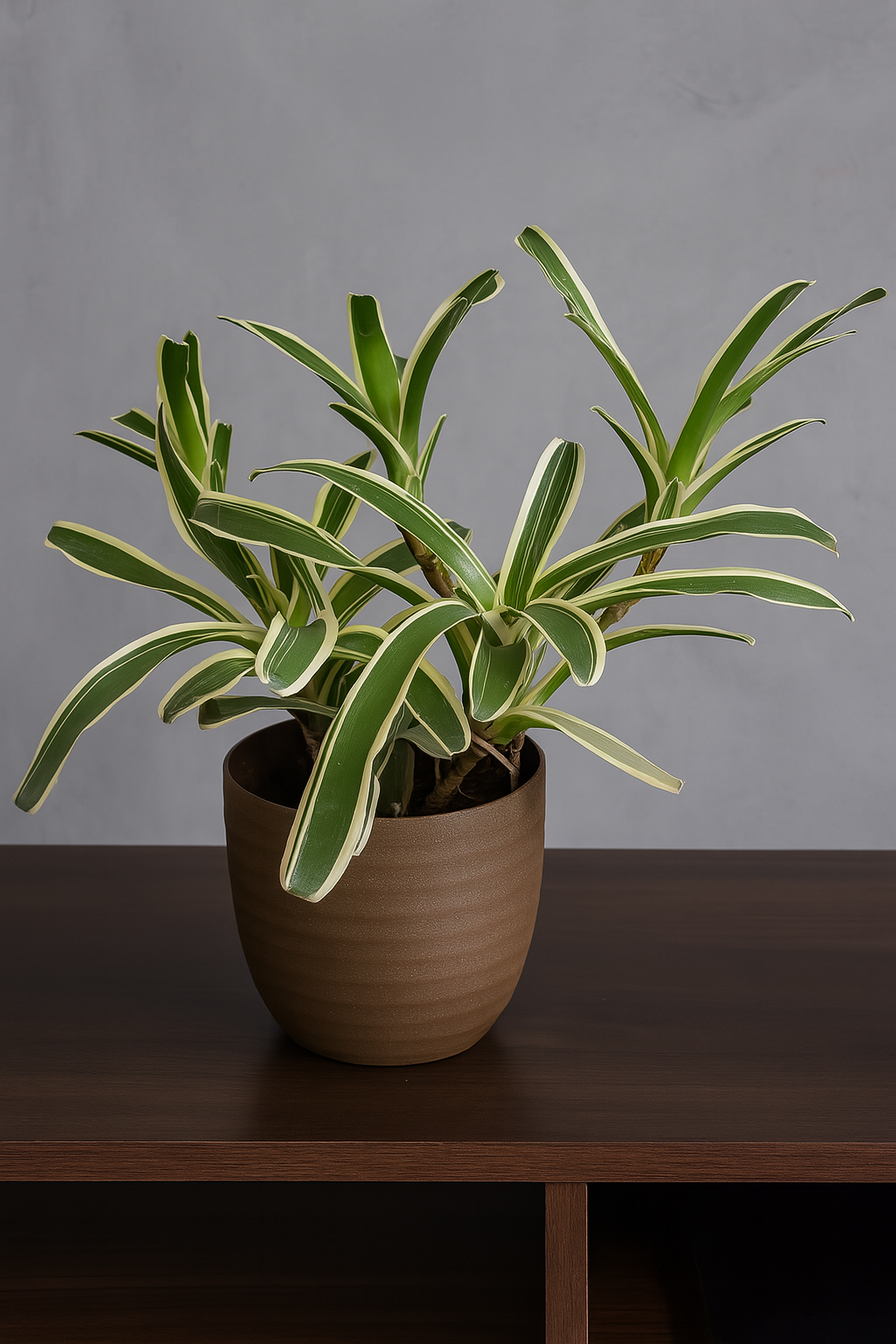 Hug A Plant | Bromeliad 'Donger' – Exotic Indoor Flowering Plant in Verona Eco 14 Pot