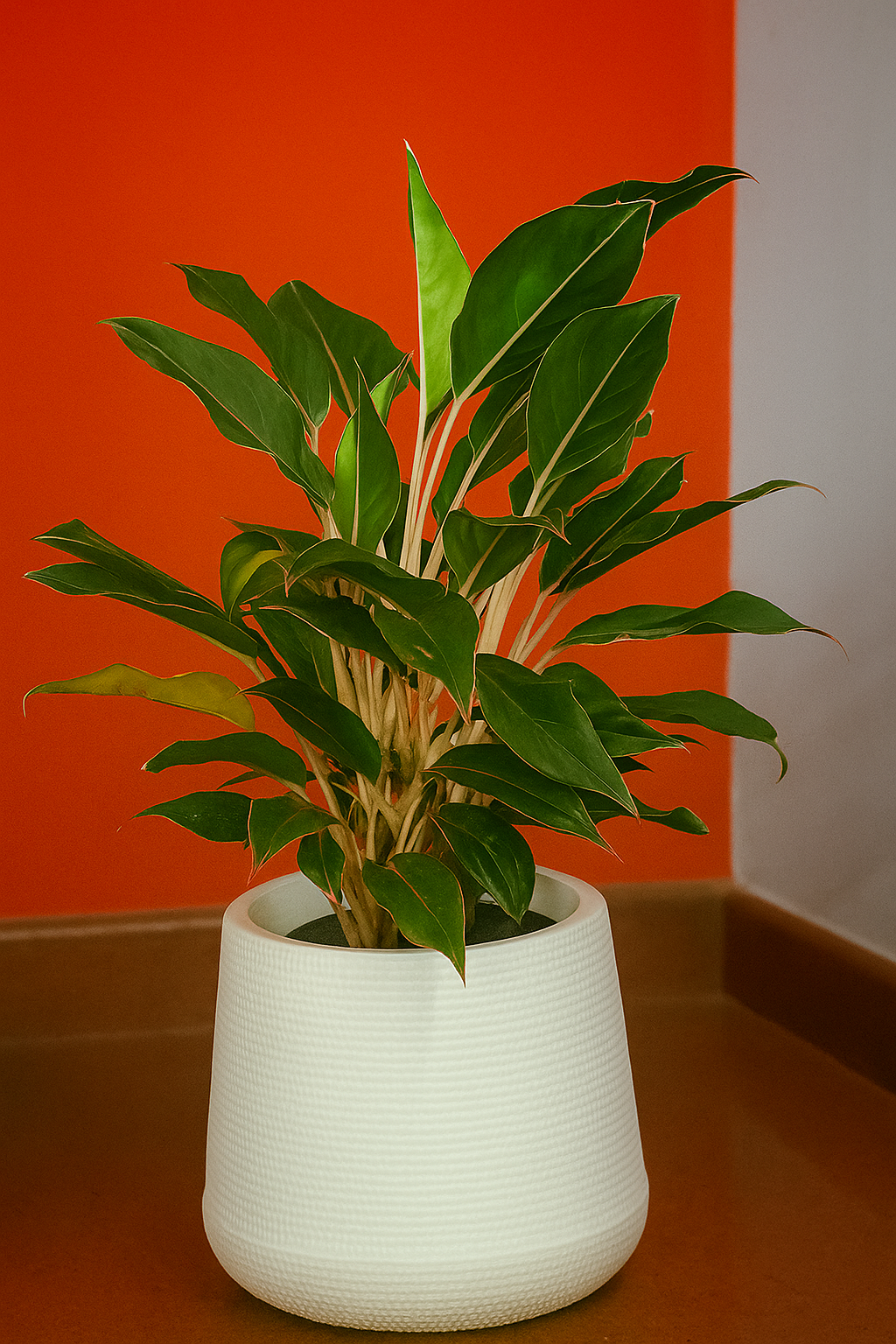 Hug A Plant | Aglaonema  Sapphire Pink in Mudkuda Round Plastic Pot – Elegant Indoor Plant for Home & Office Décor