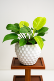 Hug A Plant | Philodendron | Moonshine Plant in Pixel Pot | Round Pot With inner For Tabletop | Office | Indoor Garden | Home& Garden