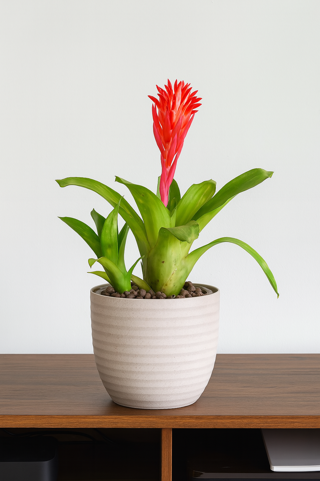 Hug A Plant | Bromeliad  Plant with Verona Eco 22cm Round  Pot  – Exotic Flowering Indoor Plant for Home & Office Décor