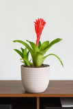 Hug A Plant | Bromeliad  Plant with Verona Eco 22cm Round  Pot  – Exotic Flowering Indoor Plant for Home & Office Décor