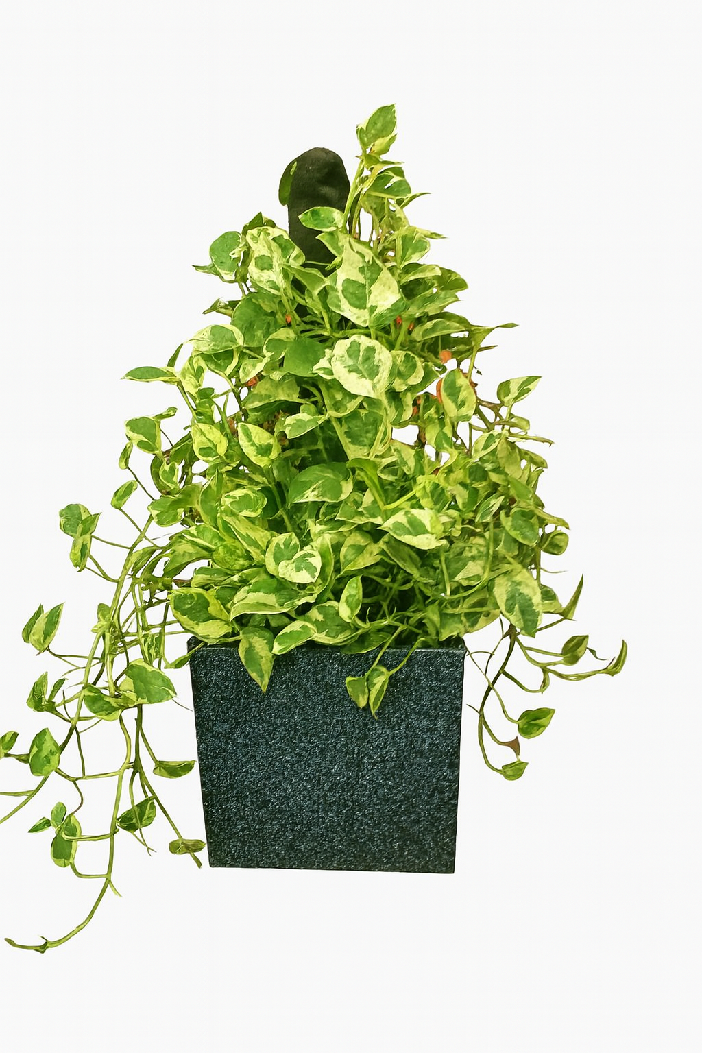 Hug A Plant  | Enjoy Pothos in Quebec Square Rotomolded Plastic Pot – Low Maintenance Indoor Plant for Home & Office Decor