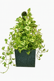 Hug A Plant  | Enjoy Pothos in Quebec Square Rotomolded Plastic Pot – Low Maintenance Indoor Plant for Home & Office Decor