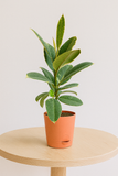 Hug A Plant | Variegated Rubber Plant | Ficus Elastica Tineke in Krish 12 Plastic Pot | Indoor Air Purifying Plant | Home & Office Décor