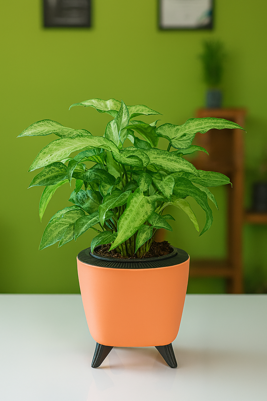 Hug A Plant | Syngonium Plant in Lagos 13cm Round Plastic Pot – Stylish Indoor Air-Purifying Plant