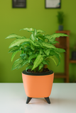 Hug A Plant | Syngonium Plant in Lagos 13cm Round Plastic Pot – Stylish Indoor Air-Purifying Plant