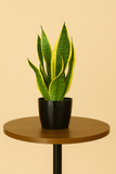Hug A Plant | Snake Plant – Sansevieria Superba | Air Purifying Indoor Plant in 14cm Valencia Black Pot | Low Maintenance | Home & Office Decor