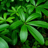 Alstonia Scholaris Live Plant (Saptaparni/Dita Tree)