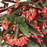 Begonia Pink Long - Angel Wing Begonia Torch Red Live Plant (Home & Garden)