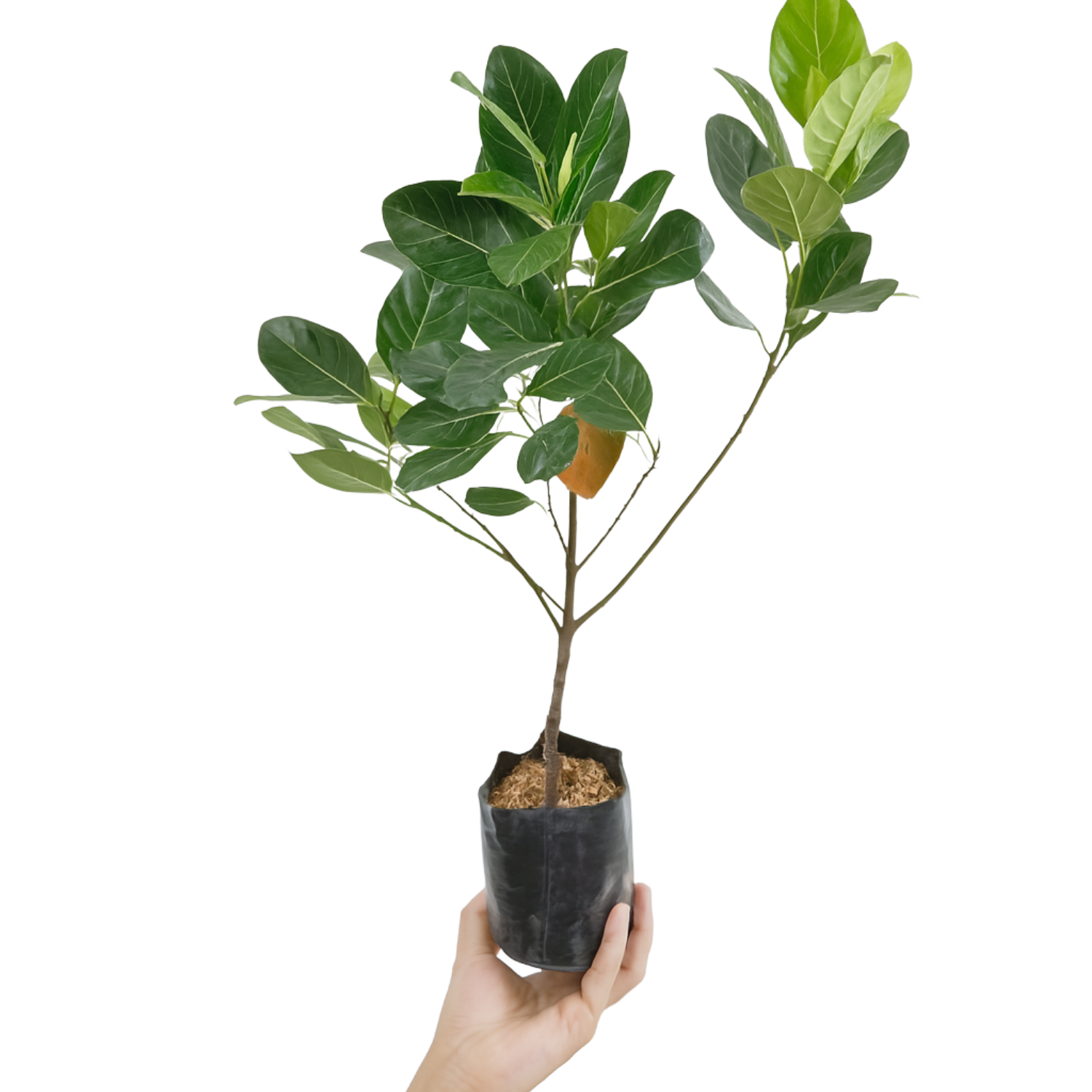 Cambodian Orange Jack Fruit Grafted (Artocarpus heterophyllus) (Home & Garden)