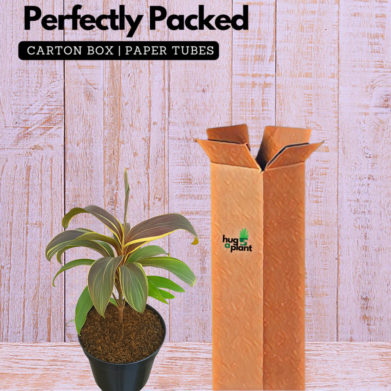 Dracaena Fruticosa(Cordyline fruticosa) (Home & Garden)
