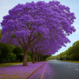 Neel Mohar, Jacaranda Mimosifolia Live Plant (Home & Garden)