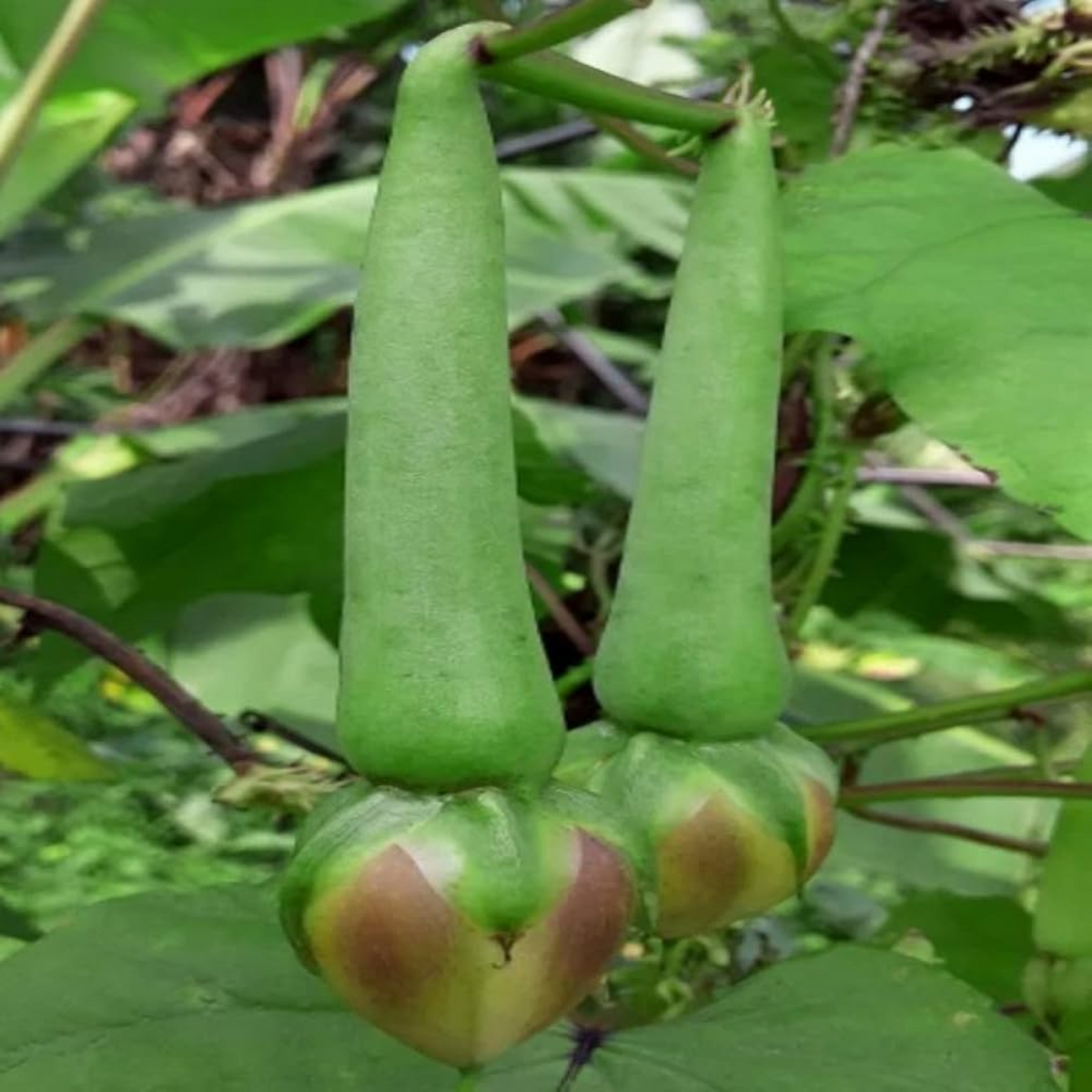 Nithya Vazhuthana Seed (25Seeds)(Home&Garden)