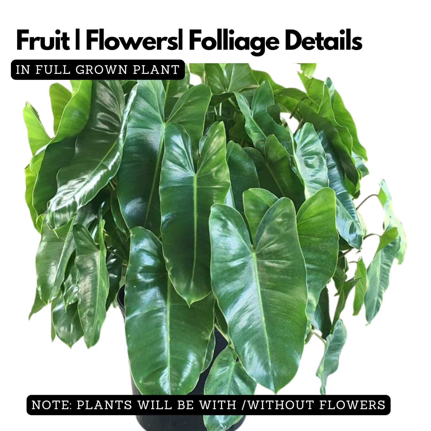 Philodendron burle-marxii Live Plant with Hanging For(Home & Graden)