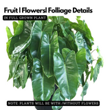Philodendron burle-marxii Live Plant with Hanging For(Home & Graden)