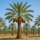 Dates Palm(Phoenix dactylifera) Live Plant (Home & Garden)