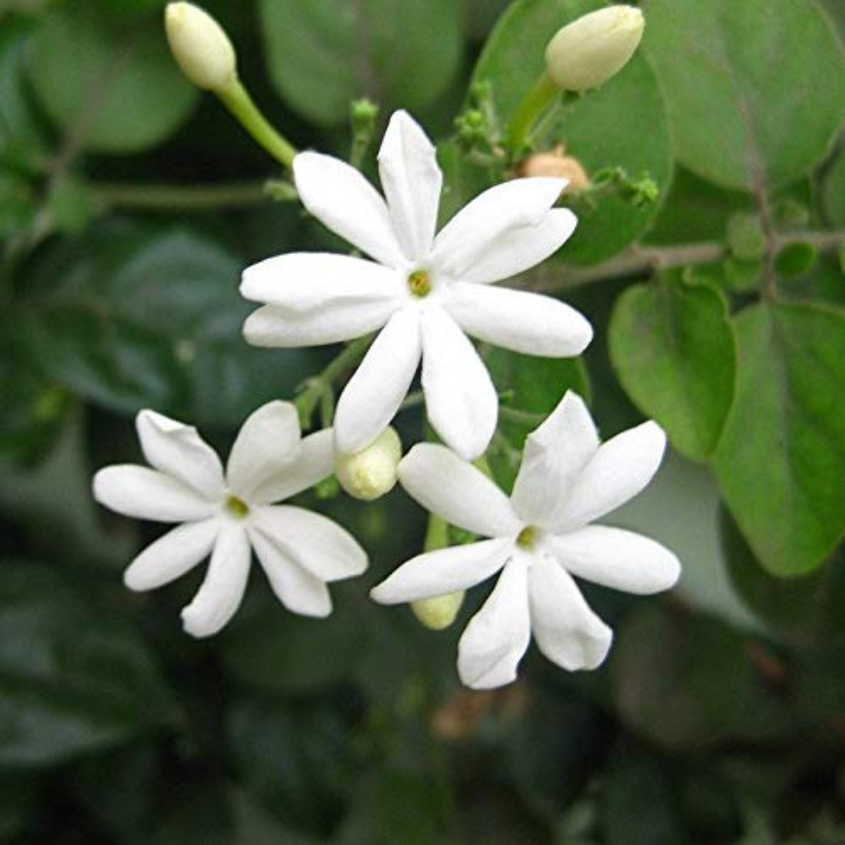 Mulla / Common Jasmine(Jasminum officinale) Flowering/Ornamental Live Plant (Home & Garden)