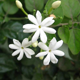 Mulla / Common Jasmine(Jasminum officinale) Flowering/Ornamental Live Plant (Home & Garden)