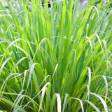 Lemon Grass Plant (Cymbopogon citratus) Medicinal Live Plant (Home & Garden)