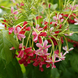 Madhumalati / Rangoon Creeper (Dwarf) (combretum indicum)- Flowering/Ornamental/Live Plant (Home & Garden)
