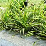 Pentanus / Spider Plant Ornamental Live Plant (Home & Garden)