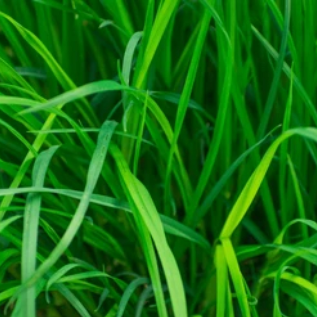 Darbha /Kusha Grass (Desmostachya bipinnata)Live Plant (Home & Garden)