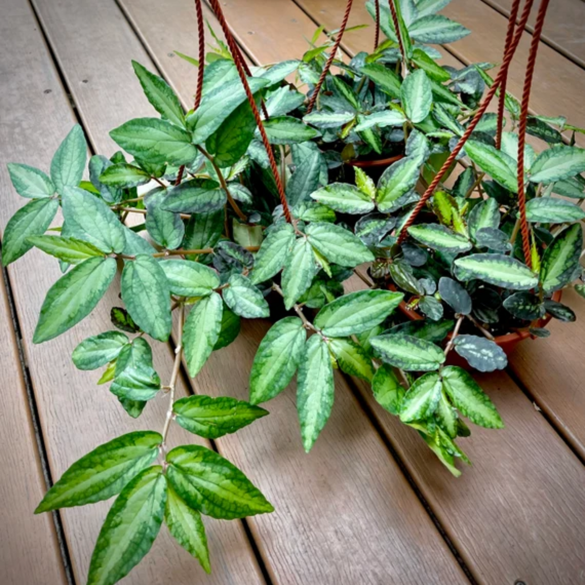 Wavy Watermelon Begonia Plant with Hanging Pot Live plant (Home & Garden)