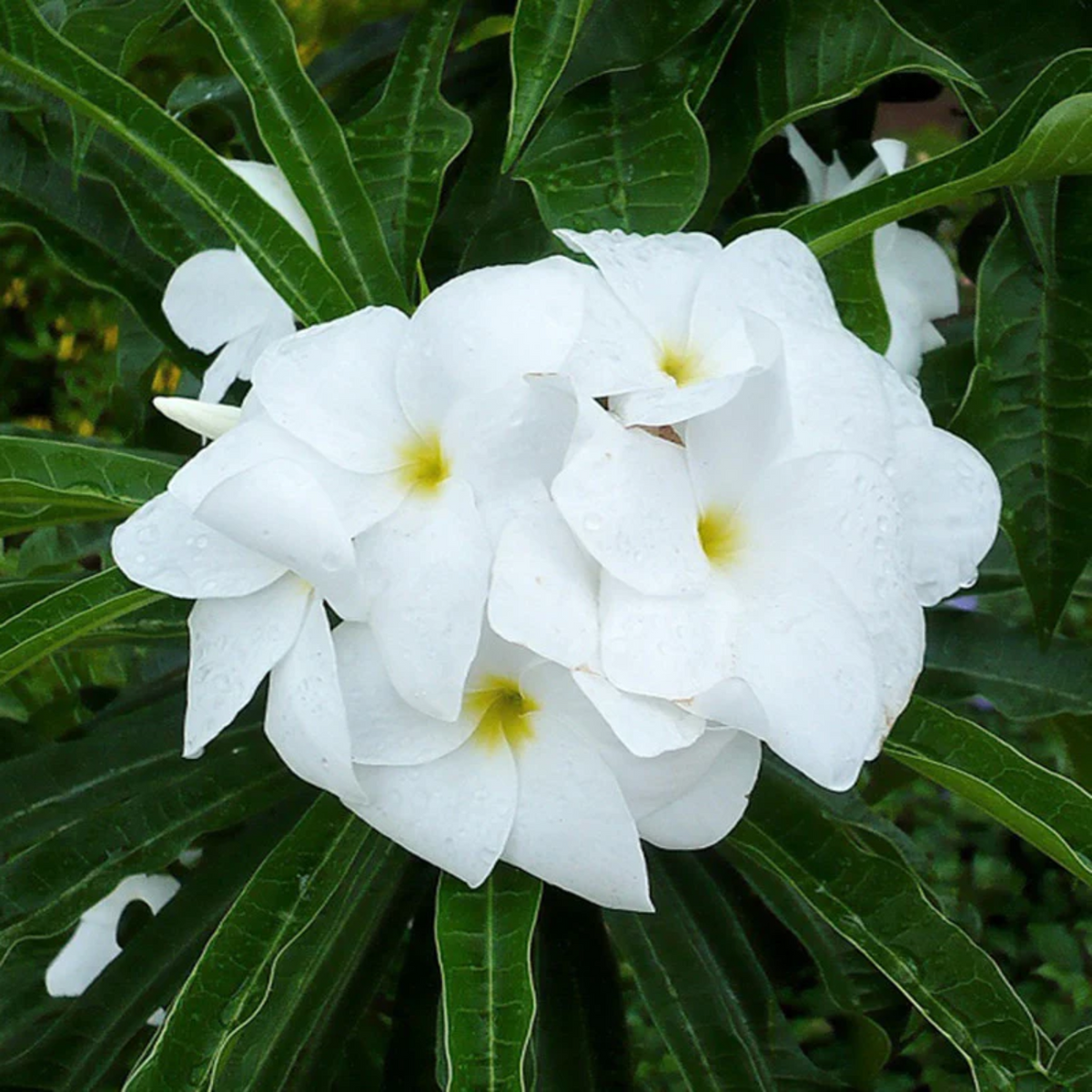 Plumeria (Plumeria rubra) Champa / Frangipani Flowering / Ornamental Live Plant (Home & Garden)