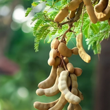 Kolpuli/Valampuli(Tamarindus indica L.) Live Fruit Plant (Home & Garden)