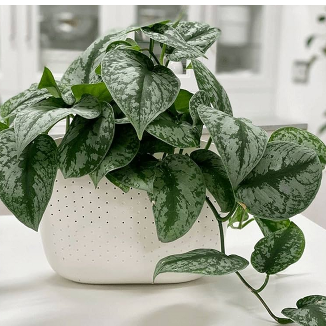 silver pothos plant for sale Scindapsus Silver/ Satin Pothos (Scindapsus pictus) Ornamental Live Pl –  Hug A Plant