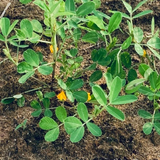 Peanut / Groundnut / Kappalndi (Arachis hypogaea) Fruit Live Plant (Home & Garden)(Pack Of 5)