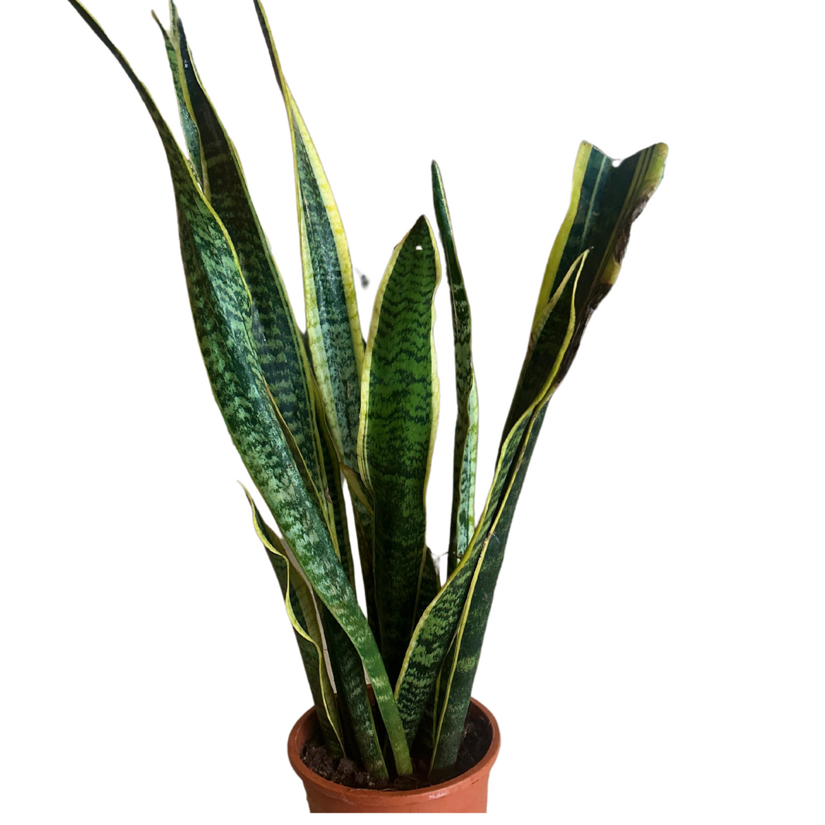 long lived snake plants Snake Plant (Sansevieria trifasciata) Long variant