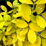 Golden Desmodium (Desmodium aureum) Ornamental Live Plant (Home & Garden)