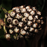 Lemba Fruit (Curculigo Capitulata) Seedling Fruit Plant (Home & Garden Plants)
