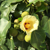Poovarasu (Thespesia Populnea) Portia Tree / Pacific Rosewood, Flowering / Ornamental Live Plant (Home & Garden)