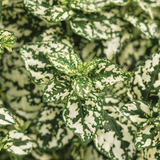 Polka Dot Plant (Hypoestes phyllostachya) Ornamental Live Plant (Home & Garden)