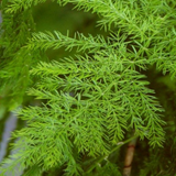Shatavari / Wild Asparagus Ornamental / Medicinal /  Flowering Live Plant (Home & Garden)