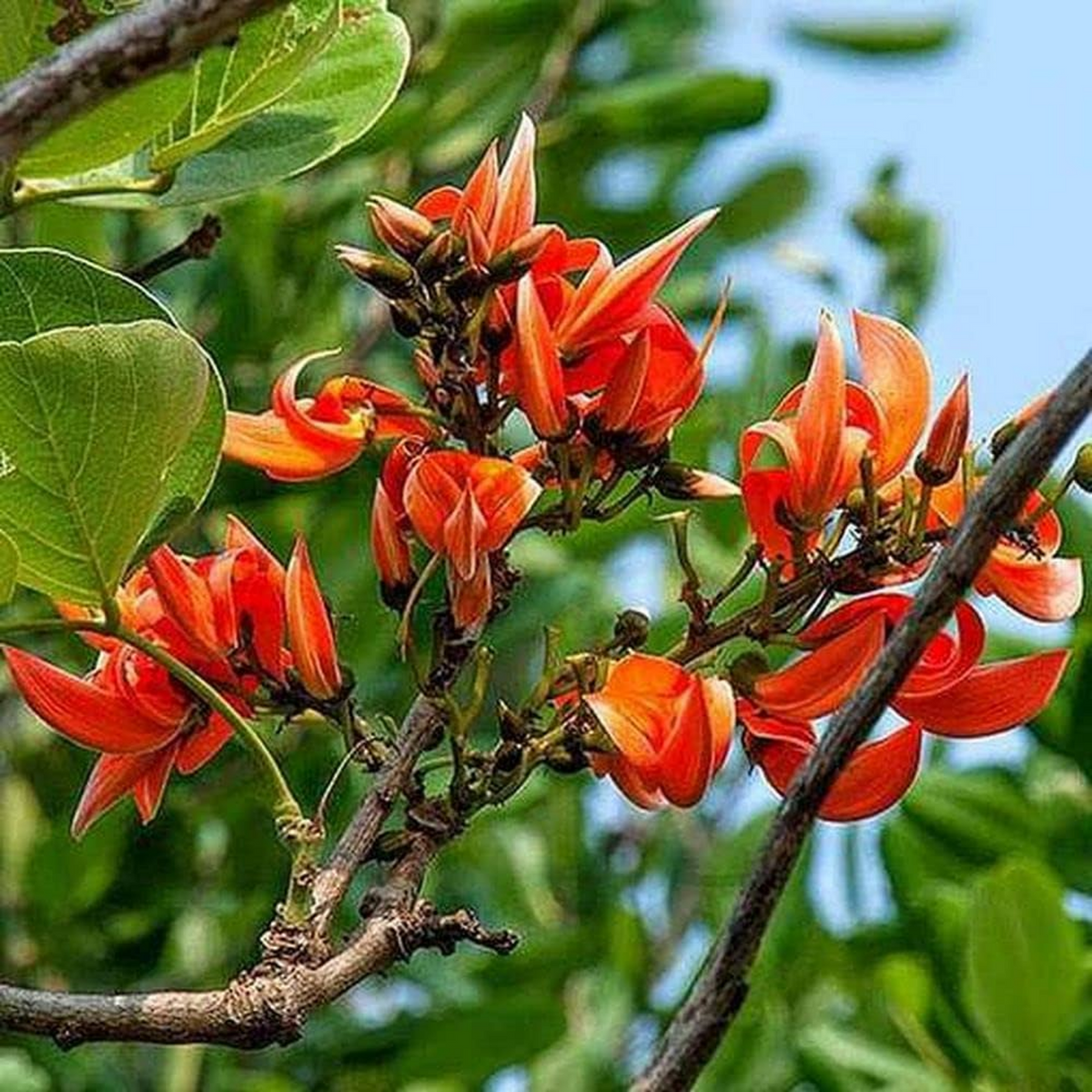 Palash / Flame Of The Forest (Butea Monosperma) Ornamental/Medicinal Live Plant (Home & Garden)