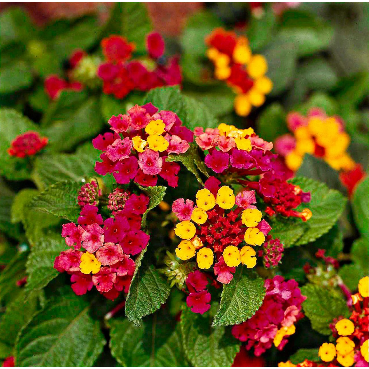Lantana / Kongini Poo (Any Colour) (Lantana camara) Flowering/Ornamental Live Plant (Home & Garden)